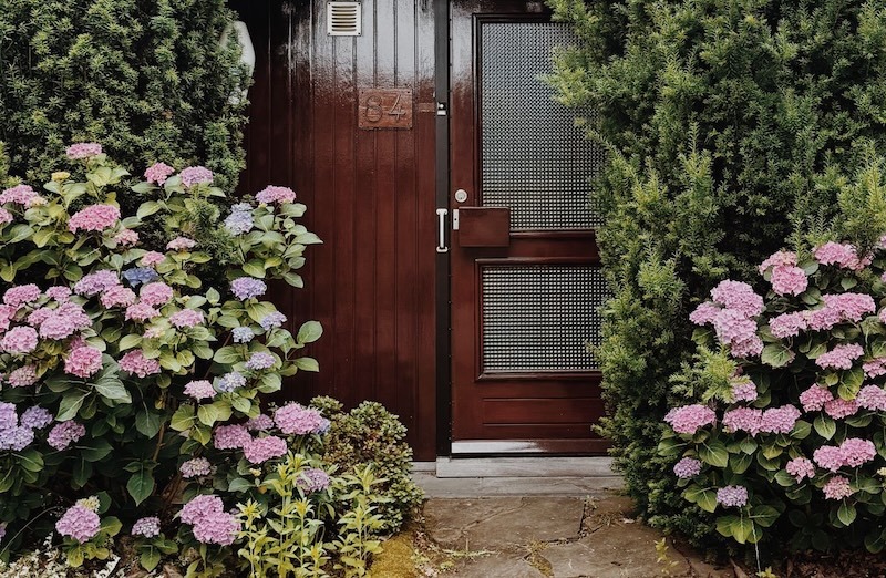 A quaint house entrance framed by lush hydrangeas and evergreen shrubs