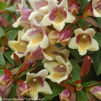 Abelia blooms