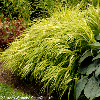 overgrown ornamental grass