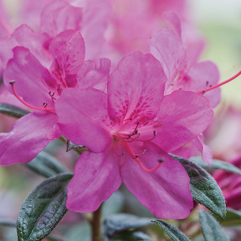 azaleas flower close up