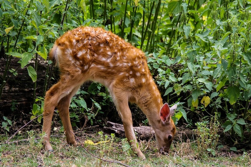 baby deer grazing next to woodland edge