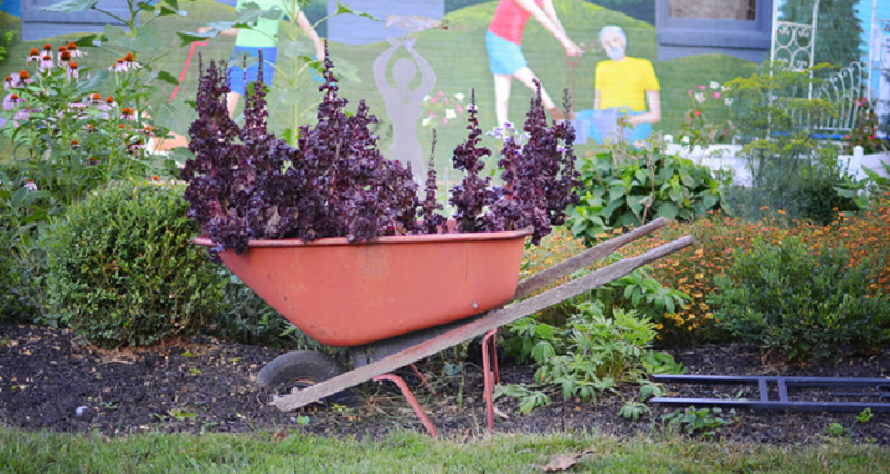 purple basil planted on the wheelbarrow