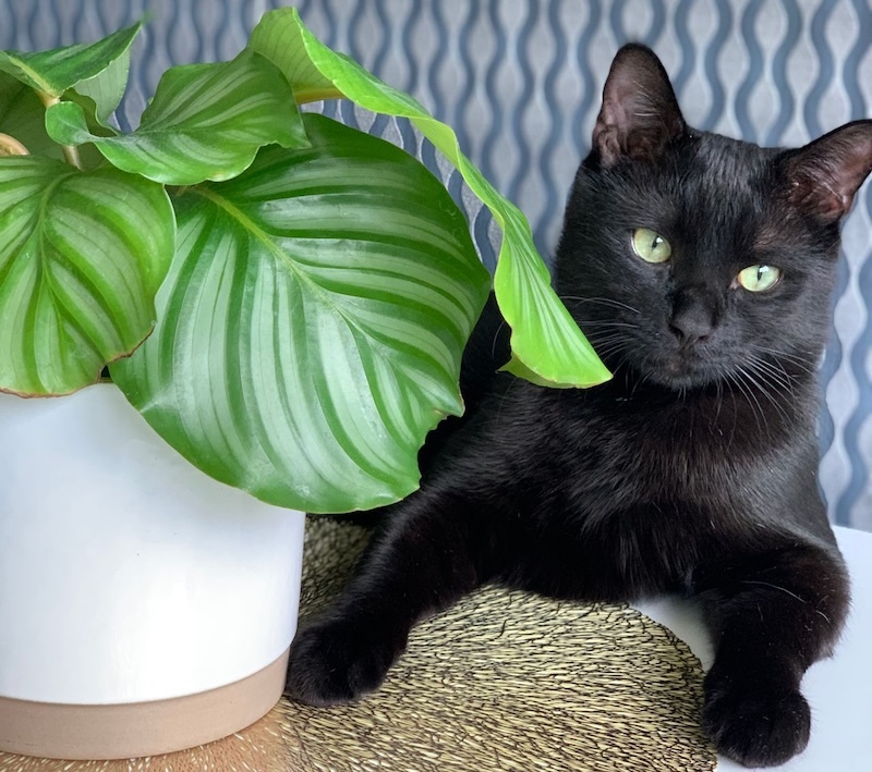 black cat lounging by a potted Calathea plant against patterned wallpaper