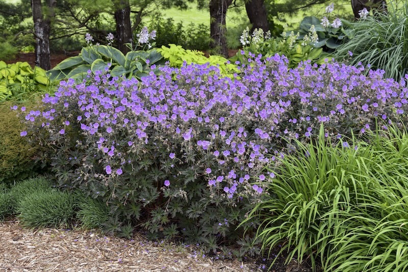 boom_chocolatta_geranium_planted with hostas and daylilies