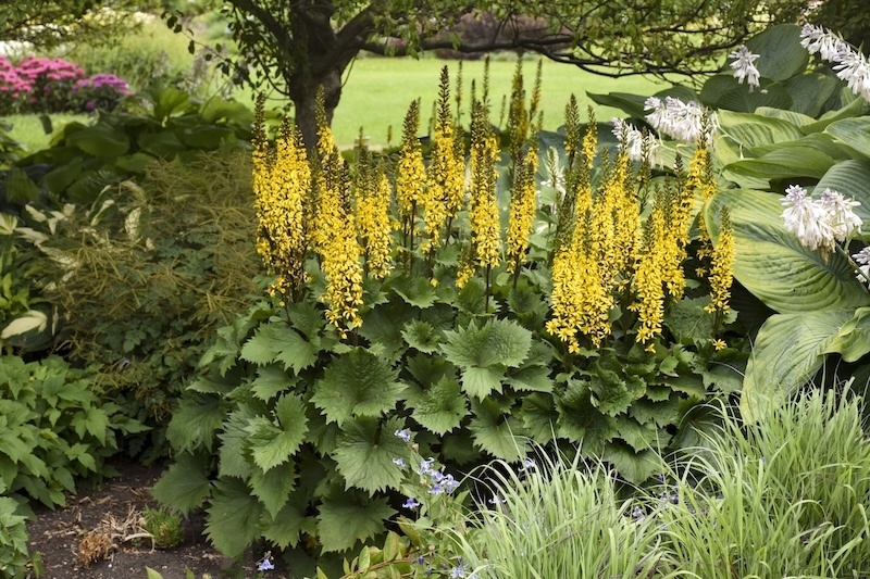 bottle_rocket_ligularia_planted with hostas, bellflower, and goatsbeard in the shade of a tree