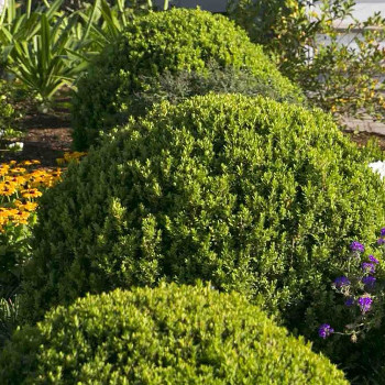 growing Boxwood in the garden