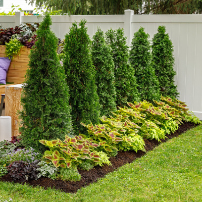 columnar north pole arborvitae hedge