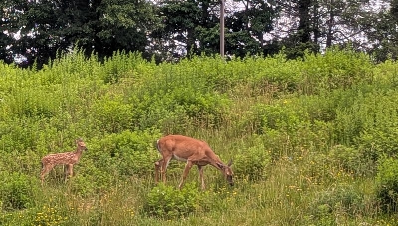 doe and fawn grazing in a meadow
