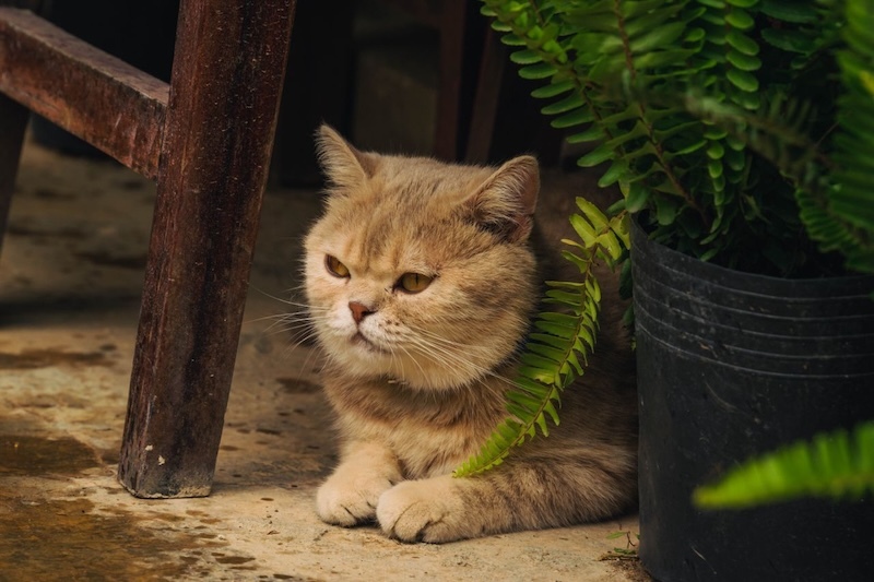 exotic cat on the floor next to potted fern