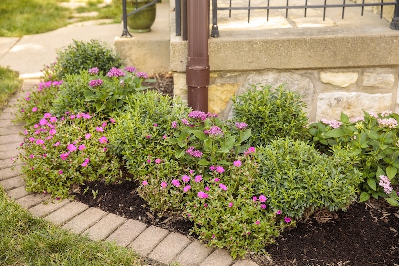 gem_box_inkberry holly interspersed with blooming purslane and hydrangea in a foundation planting.jpg