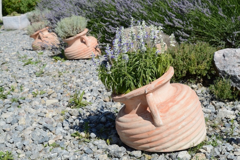 Gravel garden with clay jug containers planted with lavender