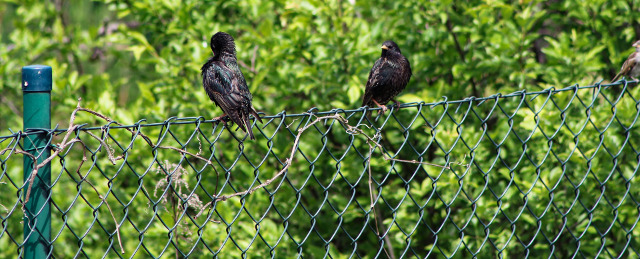 Green Chain Link Fence