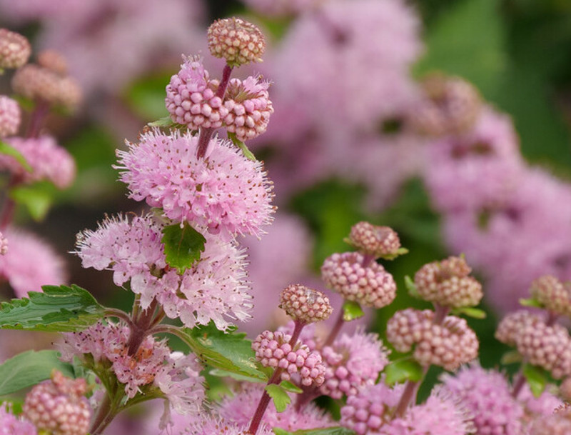 heat tolerant plants