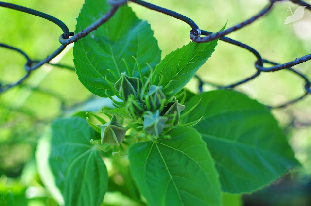 Hiding The Chain Link Fence