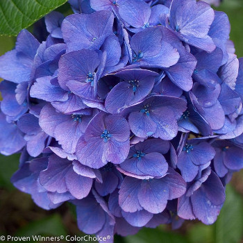 Hydrangea bloom