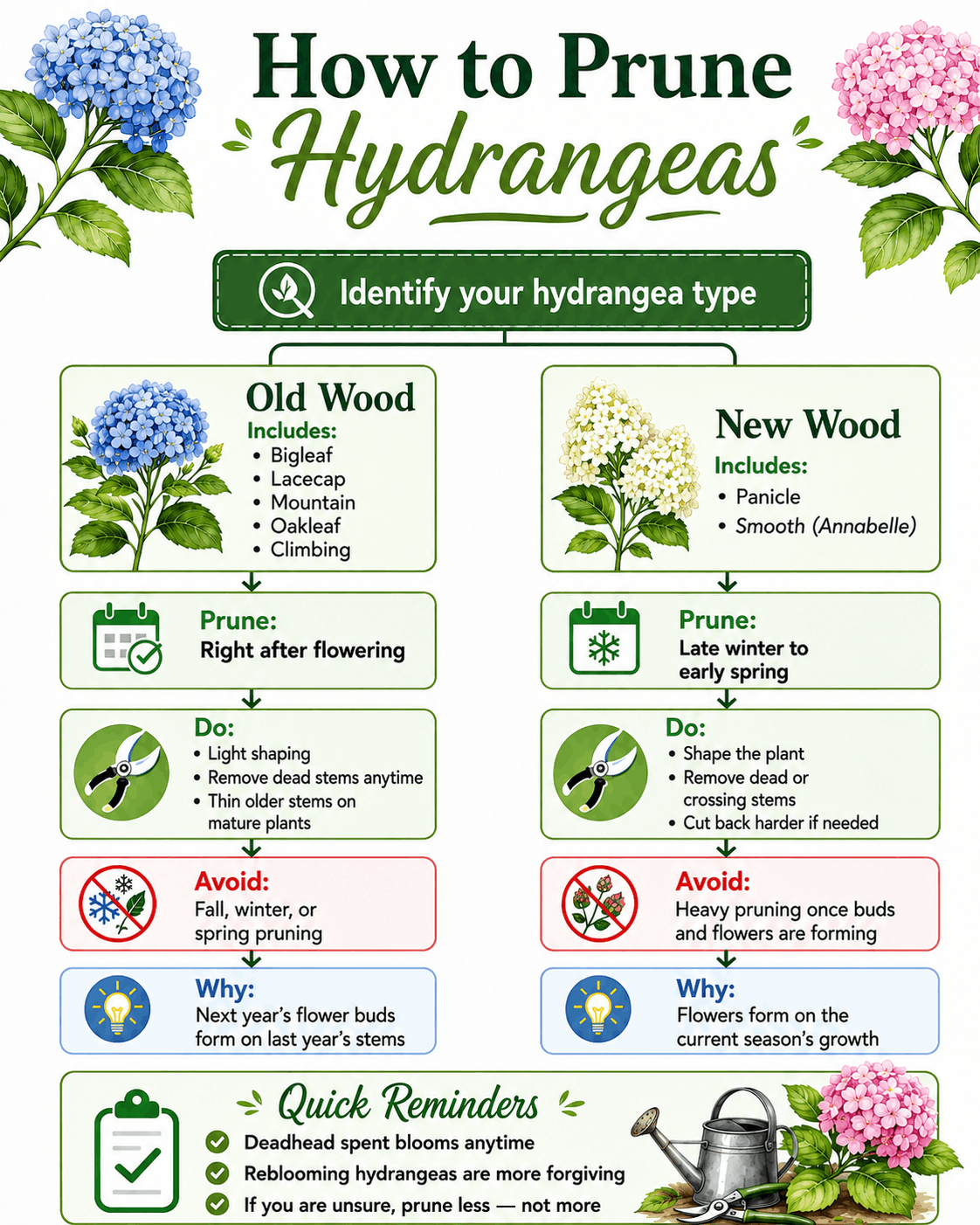 how-to-prune-hydrangeas-guide.png How to prune hydrangeas old wood vs new wood pruning guide