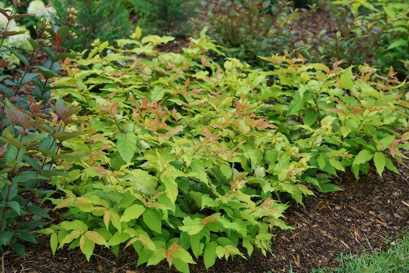 kodiak-fresh-diervilla planting