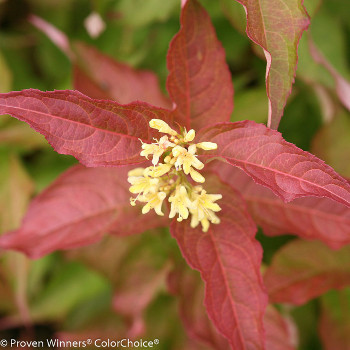 honeysuckle bloom close up