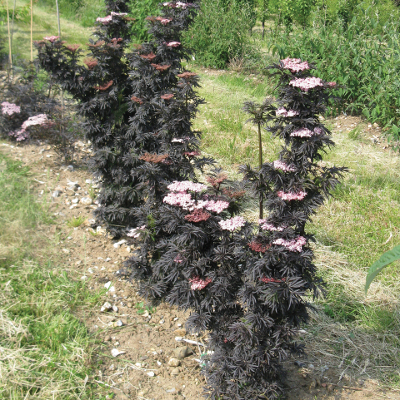 laced up elderberry hedge