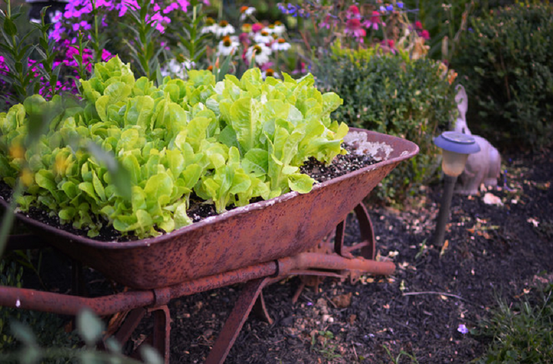 lettuce planted on the wheelbarrow