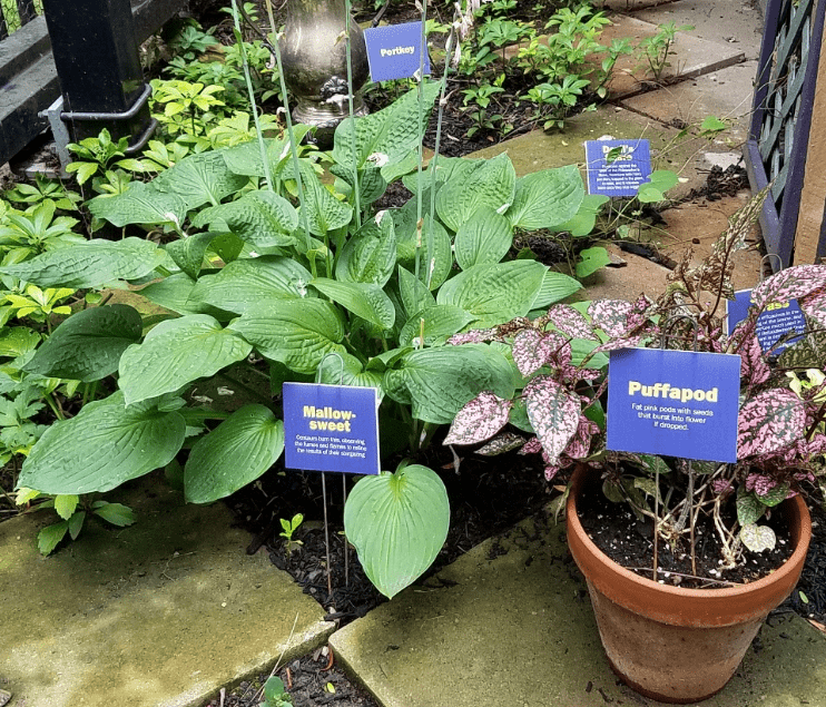 Mallowsweet Plants