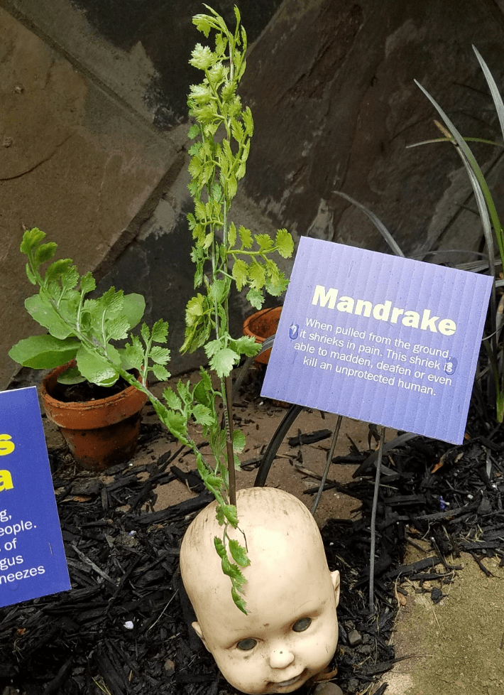 Mandrake Plant