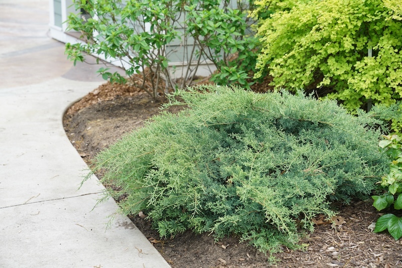 montana_moss_juniper in a foundation planting
