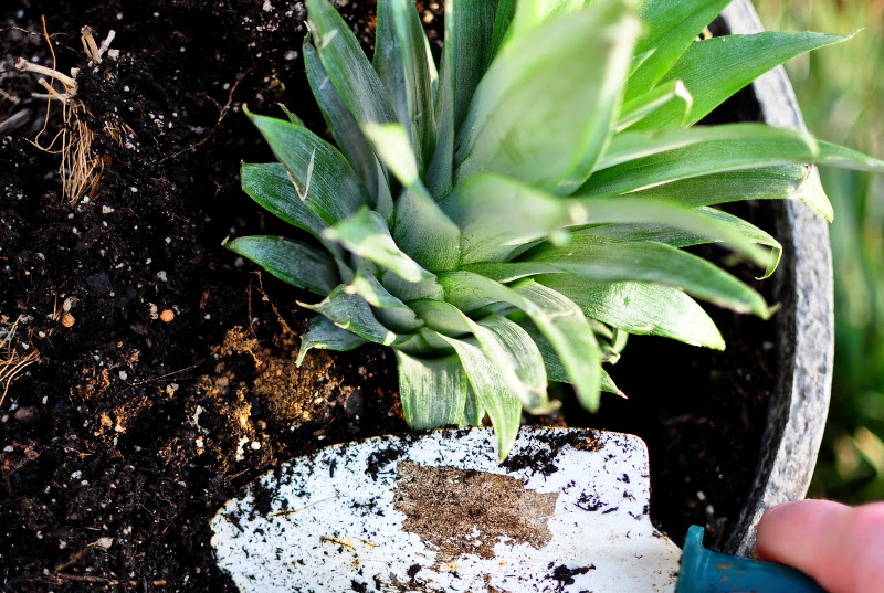 planting pineapple