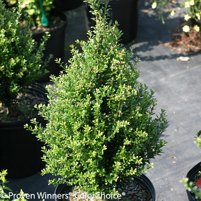 narrow patti o japanese holly shrub