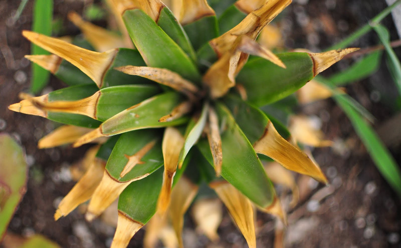 pineapple plant dying