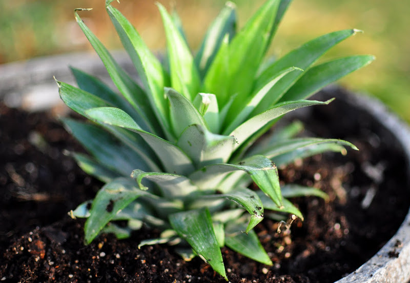 planting pineapple in compost