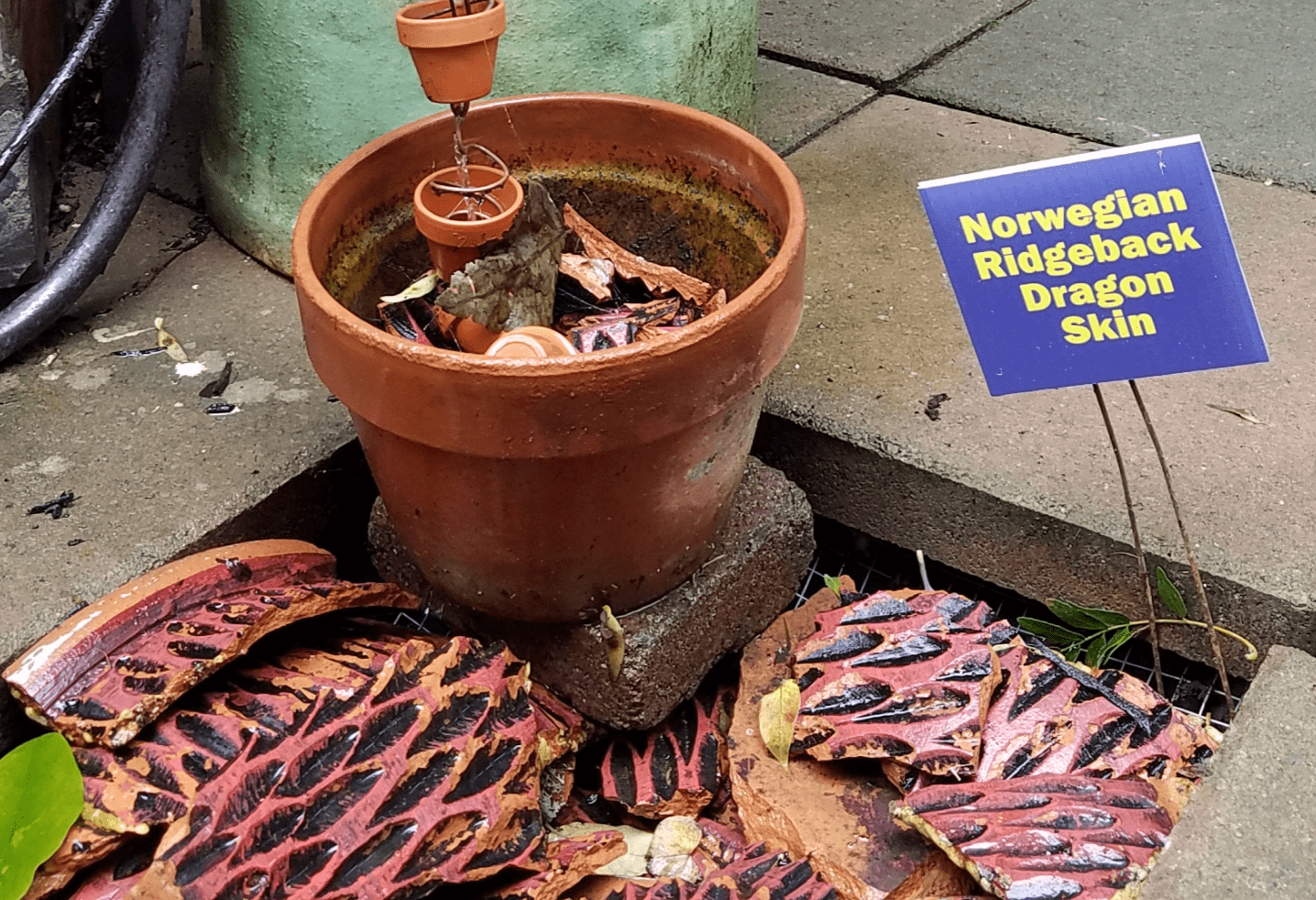 Norwegian Ridgeback Dragon Skin