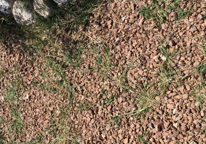 old path were overtaken with weeds
