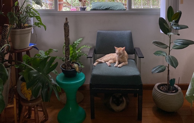 orange-cat-lounging-on-a-chair-near-low-light-houseplants.jpg