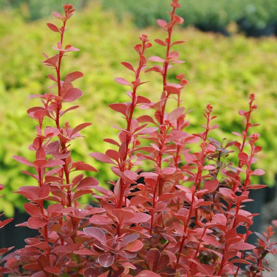 orange rocket barberry red foliage in fall