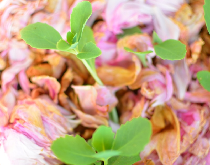 Peonies growing with flower petal mulch