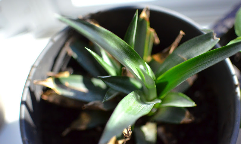 pineapple plant growing