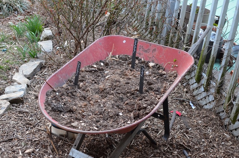 Wheelbarrow planting