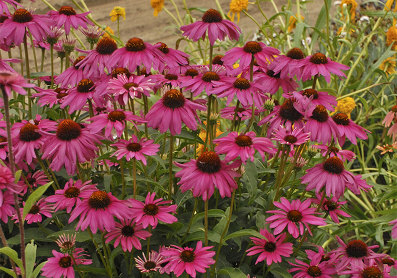 plants that do not need deadheaded