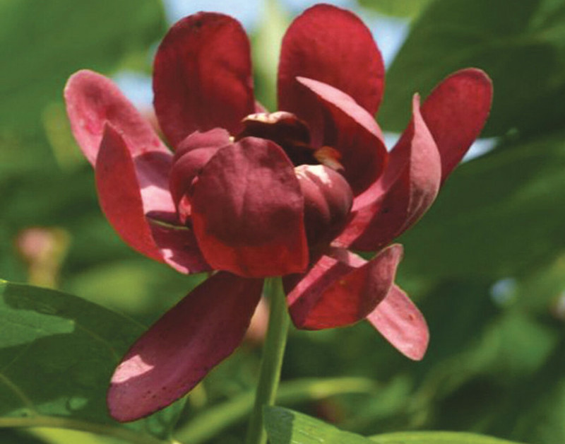 reblooming plants