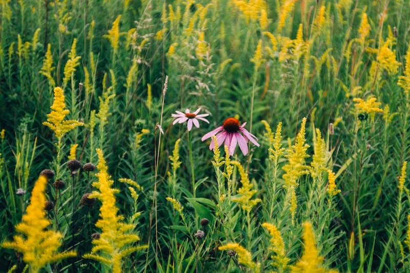 Wildflower meadow with goldenrod and coneflower