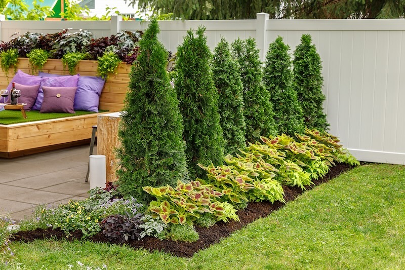 row of north pole arborvitae planted behind coleus, polka dot plant, star flower, and wishbone flower.jpg
