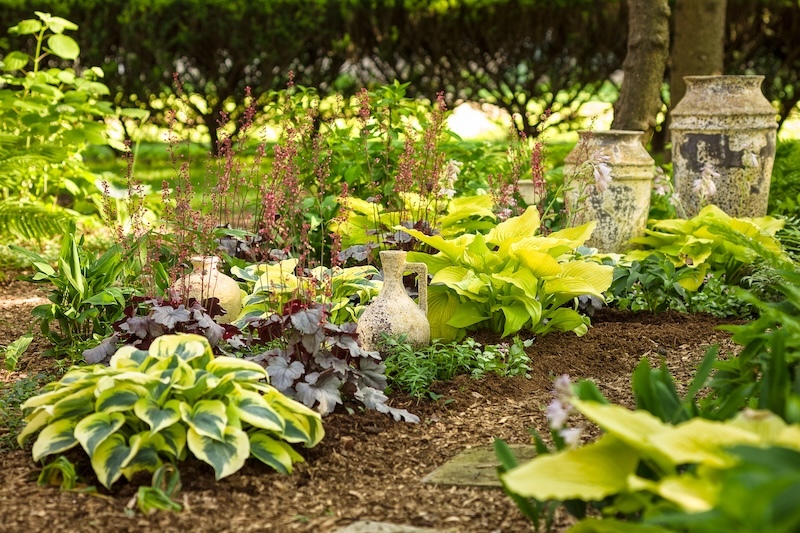 shade_garden_with dolce silver gumdrop coral bells in bloom interspersed with shadowland hostas