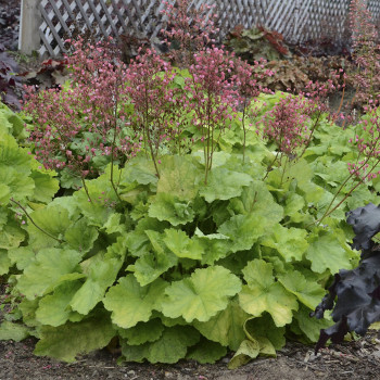 flowering Coral Bells