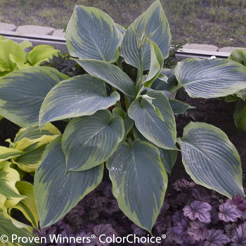 variegated leaf Hosta