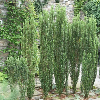 skinny sky pencil holly hedge