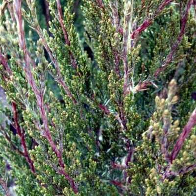 spartan juniper foliage