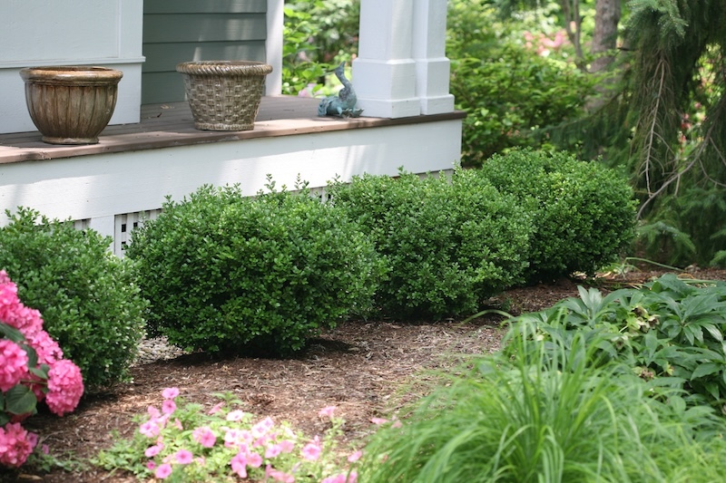 sprinter_boxwood_foundation planting