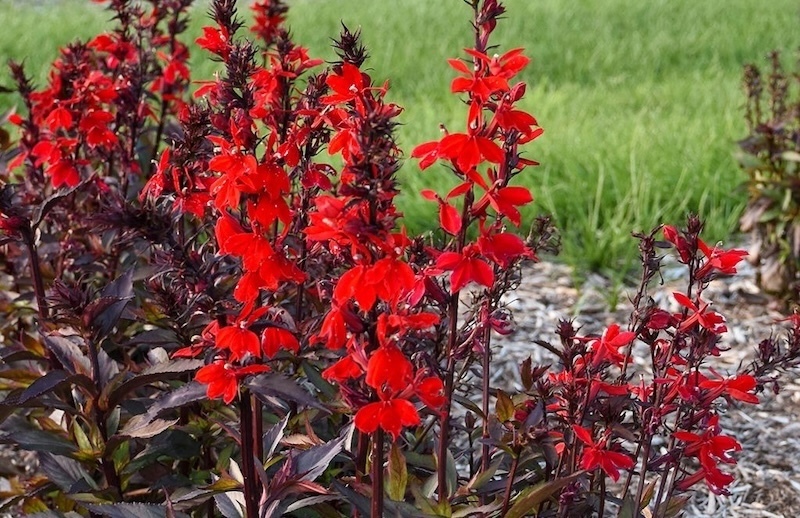 Starship&trade; Scarlet Bronze Leaf Cardinal Flower in bloom