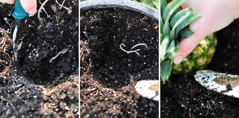 steps in planting pineapple cuttings